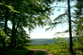 Pastorenpfad Koblenz-Stolzenfels - Waldesch - Foto ubko